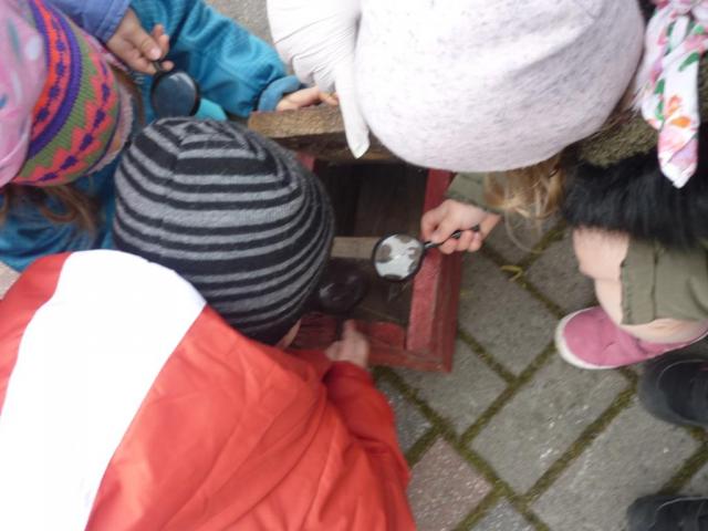 Delfinki  w Ptaszniku